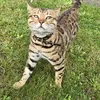 simbathebengal00