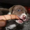 mt__kennels