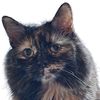 furrnandosmom1