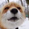 bgt_w2