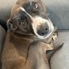 hazel101.3
