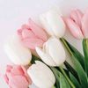 tulip_merelip