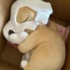 trsbhhfd