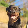kevin_the_rottie