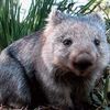tassiewombat