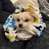 puppykits1