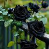 black.rose5907