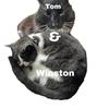 winston.and.tom