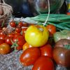 thegardendiva0