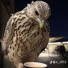 abdulrhman..98