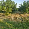 masalikhan6