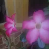 aisyahsuhaidy1