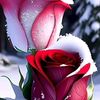 walaa.ashraf719