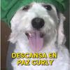 soytuamigodeto