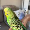 levyandloki.thebudgies