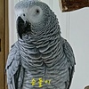 parrotlove777