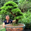 thinh_bonsai96