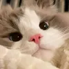 zailamaisyarah_