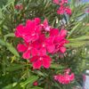 janneke_3