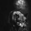 blacklonewolf9999