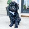 baylorthegoldendoodle