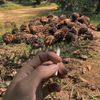 tunjung_sadewa