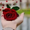 aliammar7626