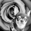 gypsylechihuahua