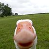 autisticgooselol