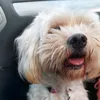 luna_the_maltase
