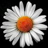 chamomile527