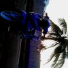 vikipurwadi0