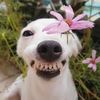 Cute pet🌈🌈