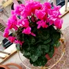 vincenza.dal