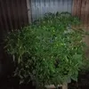 duongtuanphan548