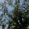 juliezhu59