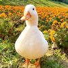 ducky_real0