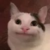 _beluga_pop_kat