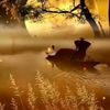 asif.liyev85