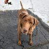 _hank_the_tank_