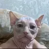 sigma_sienna55