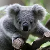 koala.usa