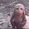 notluchia🐒
