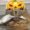 fatsealplushie