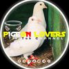 pigeon_lovers_2024