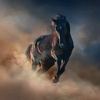 wildhorse_freedom