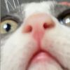 lordspotty