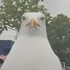 wx0fg12