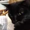 nespti
