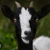 chevre2.0
